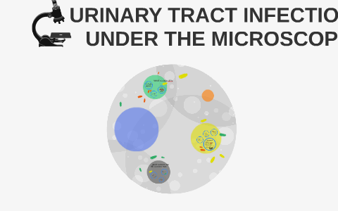 URINARY TRACT INFECTIONS UNDER THE MICROSCOPE by Jenna Cuthbertson on Prezi