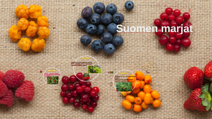 Suomen Marjat By Anna Alatalo On Prezi suomen-marjat-by-anna-alatalo-on-prezi