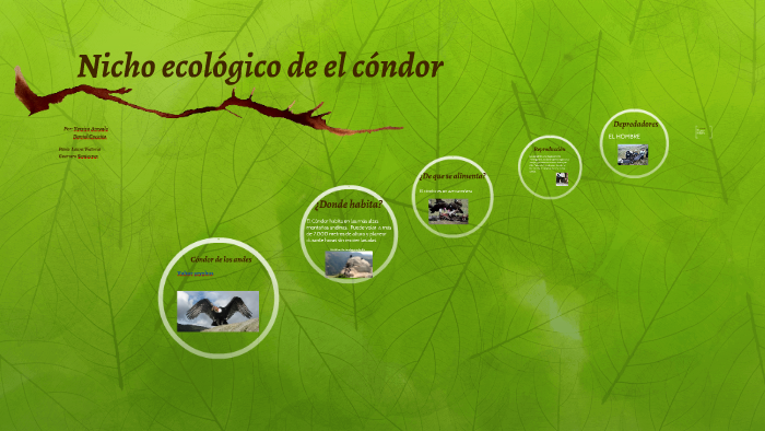 Nicho ecológico de el condor by jessica arevalo on Prezi