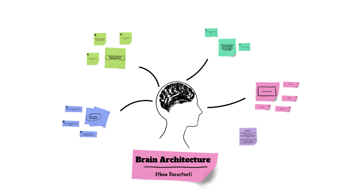 Brain Architecture by Ethan Durastanti on Prezi