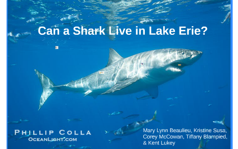 Can a Shark Live in Lake Erie? by Tiffany Blampied on Prezi