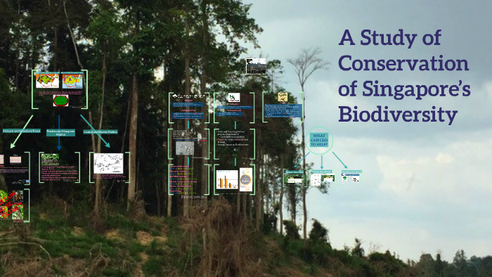 A Study Of Conservation Of Singapore’s Biodiversity By Adrian Ong