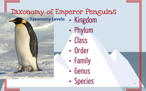 Taxonomy of An Emperor Penguin by Abby Hildebrandt on Prezi