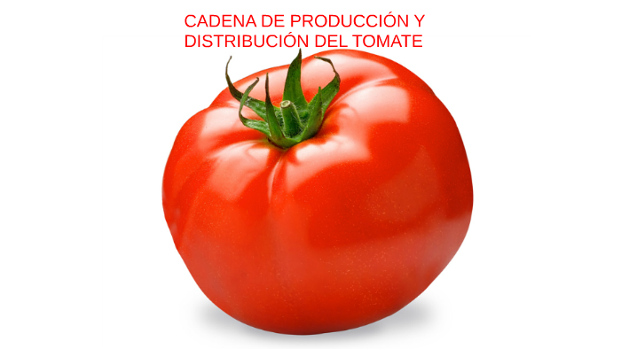 CADENA DE PRODUCCIÓN Y DISTRIBUCIÓN DEL TOMATE By Martín González On Prezi