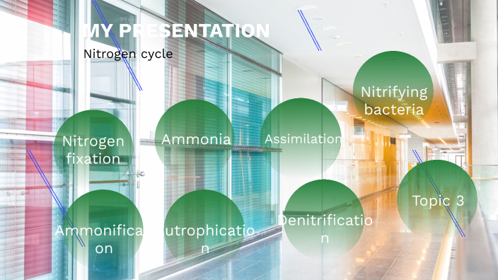 Nitrogen cycle by Ari on Prezi