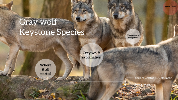 Wolf keystone Bio by Yhesly Cantos on Prezi
