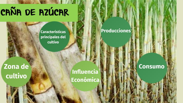 CAÑA DE AZÚCAR by Miguelina Kieling on Prezi