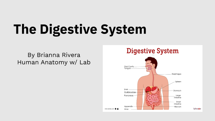 The Digestive System by Bri Rivera on Prezi