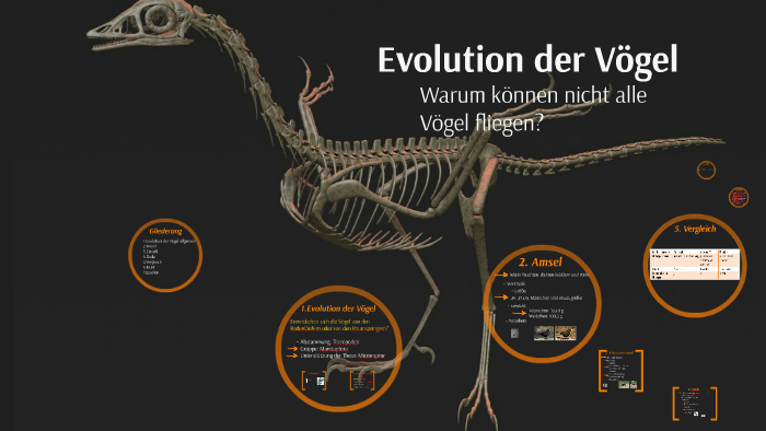 Evolution Der Vögel By Serin S. On Prezi