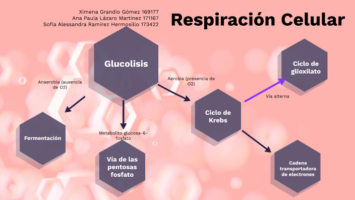 Respiración celular by Sofia Ramirez on Prezi