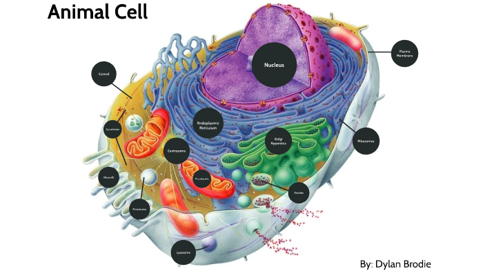 Animal Cell by Dylan Brodie on Prezi