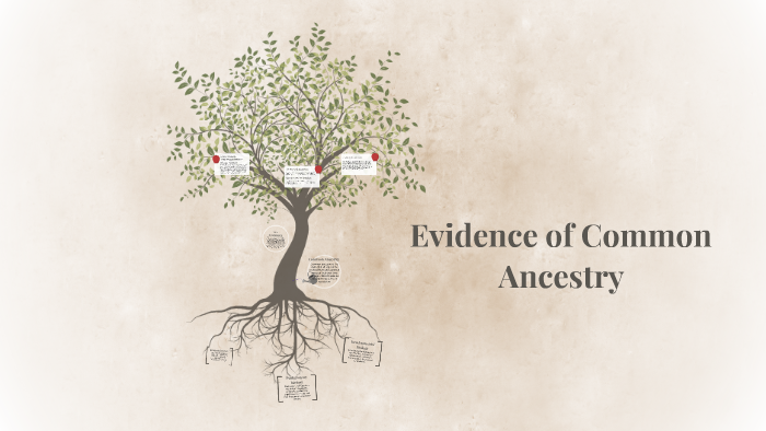 Evidence Of Common Ancestry By Al Allen