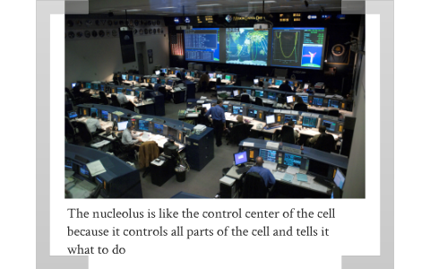 Animal Cells by Jacob Jones on Prezi