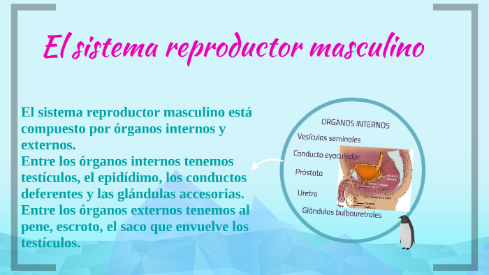 definicion de uretra del aparato reproductor masculino