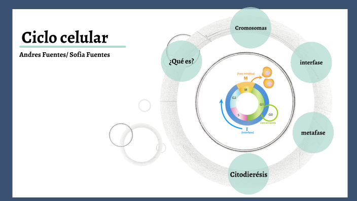ciclo celular by ana sofia torres fuentes on Prezi