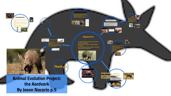 Animal Evolution Project: the Aardvark by Jason Nacario Animal Evolution Project: the Aardvark by Jason Nacario