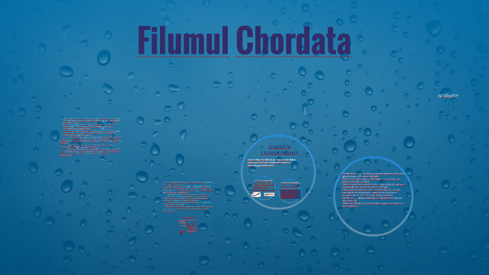 Filumul Chordata by Cecilia Ionescu on Prezi