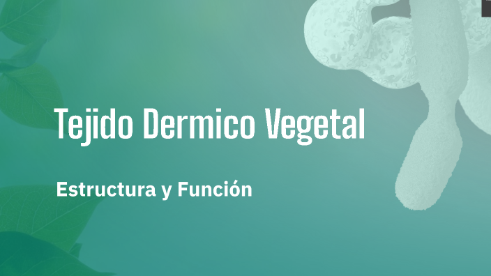 Tejido Dermico Vegetal by Salvador Lara on Prezi