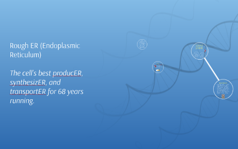 Rough Er Endoplasmic Reticulum By Nicholas Maxwell