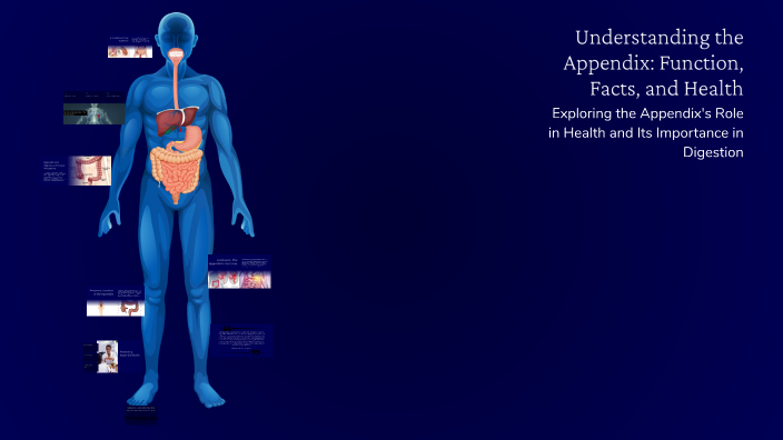 Understanding the Appendix: Function, Facts, and Health by kaydee ...