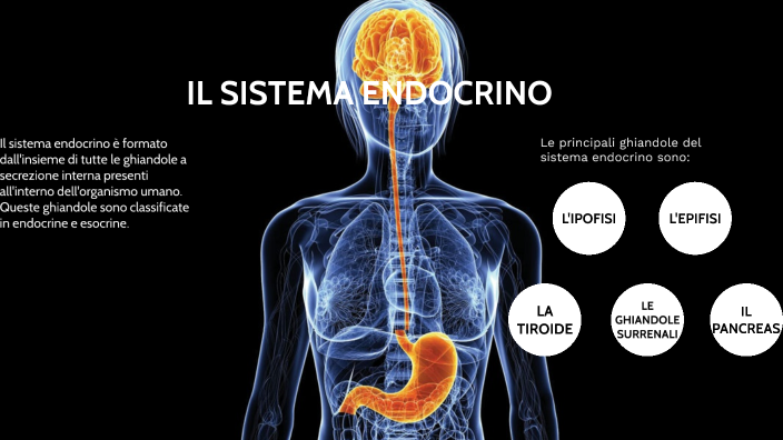 Il Sistema Endocrino By Matteo Zuffante On Prezi 9335