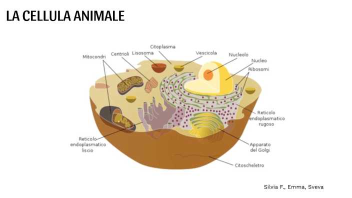 ruvido nella cellula animale