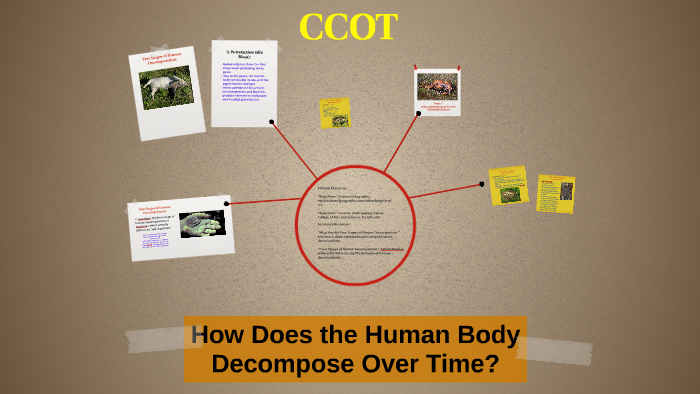 How Does the Human Body Decompose Over Time? by Marianna Buckel