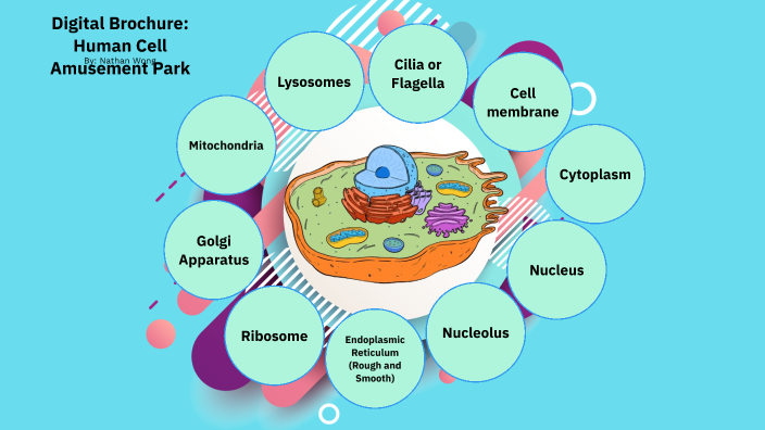 Cell amusement park by Nathan Wong on Prezi