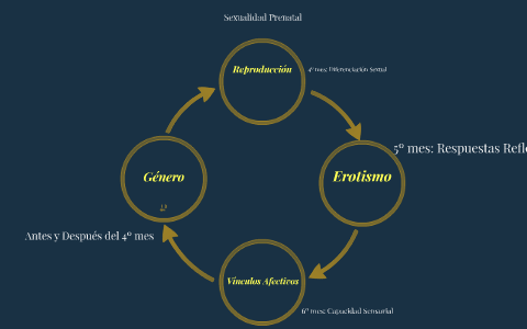 MODELO HOLONICO DE LA SEXUALIDAD HUMANA by Eduardo Andres Alarcón Jara on  Prezi Next