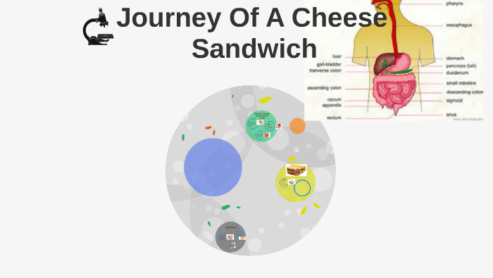 the journey of a cheese sandwich essay