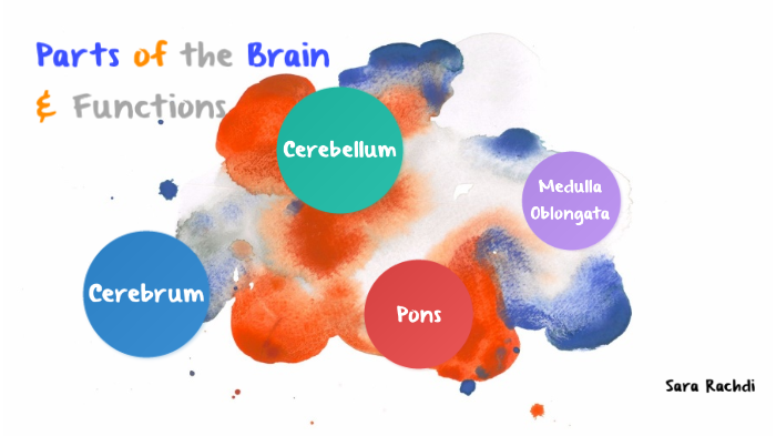Parts of the Brain & Functions by Sara Rachdi on Prezi