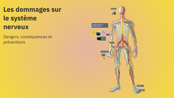 Les dommages sur le système nerveux by Jia on Prezi