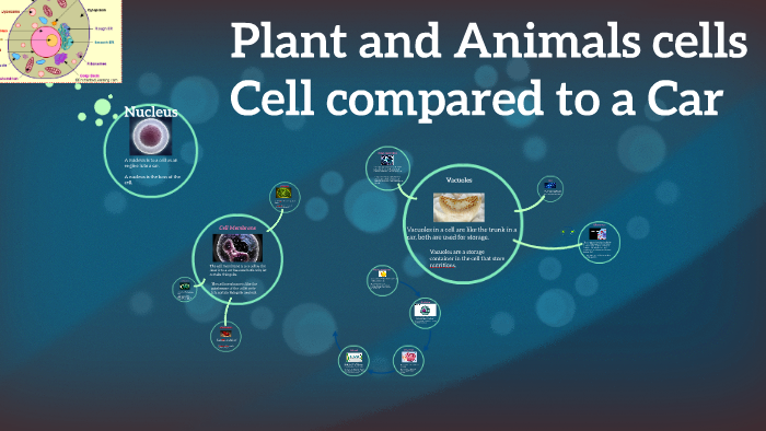 Plant and Animals cells by Andrew Pankey on Prezi