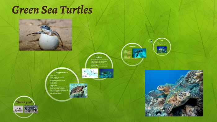 Green Sea Turtles by Daria Hadipour on Prezi