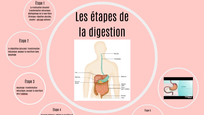 Étapes de la digestion by Mégane Bourgouin on Prezi