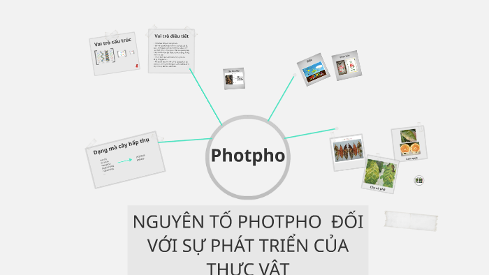 Vai Trò Của Photpho Đối Với Thực Vật