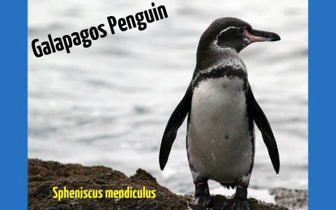 Galapagos Penguin Adaptations by Luke Winquist on Prezi