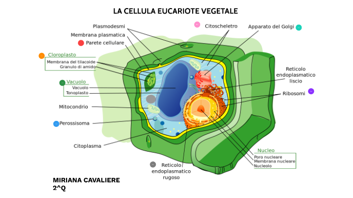 la cellula vegetale by Miriana Cavaliere on Prezi