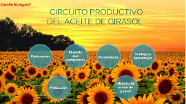 Circuito productivo del Aceite de Girasol by Camila Scarpatti on Prezi Next
