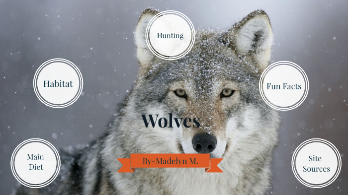 Wolves diet, Habitat, and Hunting by Madelyn Mccallum on Prezi