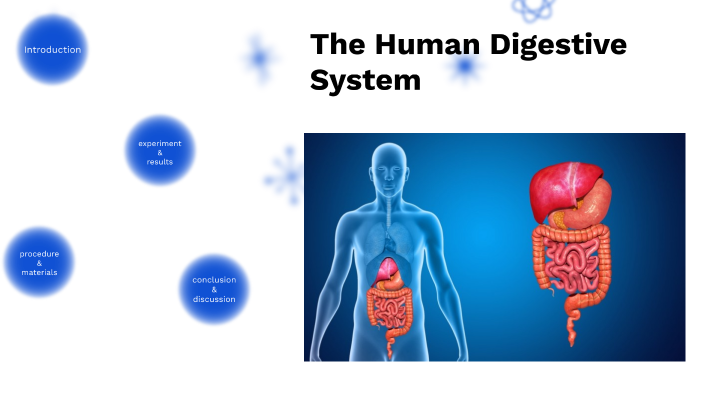 The Digestive System by HONEYMEE PILA on Prezi
