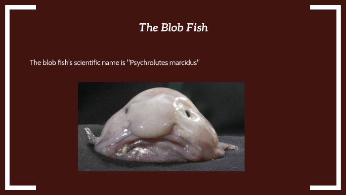 The Blob Fish by Chadster Dawson