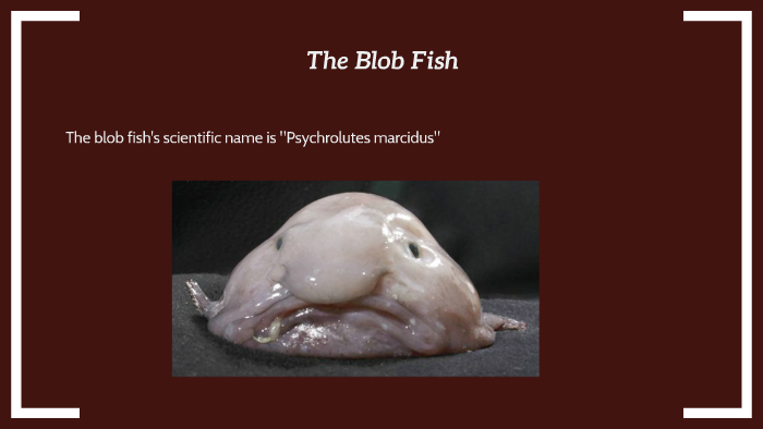 How a Blobfish (a Deep Sea Fish) Looks with and without the