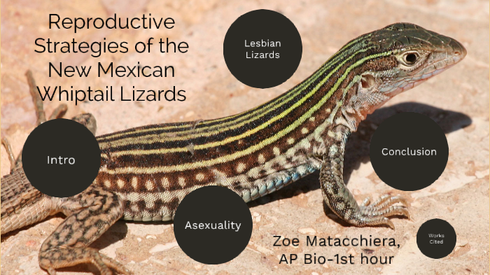 reproductive-strategies-of-whiptail-lizards-by-zoe-matacchiera