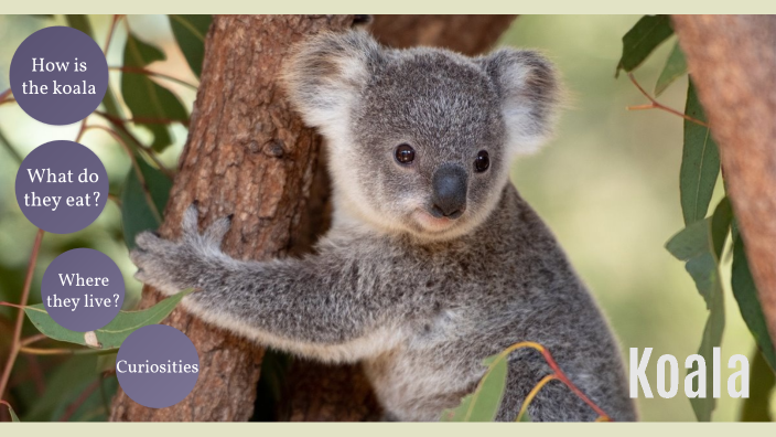 koala presentation english