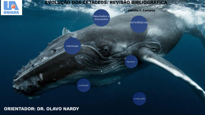 Evolução dos Cetáceos: REVISÃO BIBLIOGRÁFICA by Camila Campos on Prezi