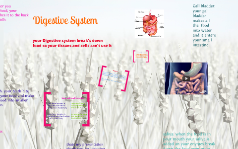 Digestive System by K K on Prezi