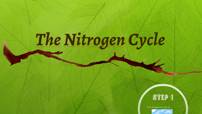 The Nitrogen Cycle by Keynote PowerPoint on Prezi