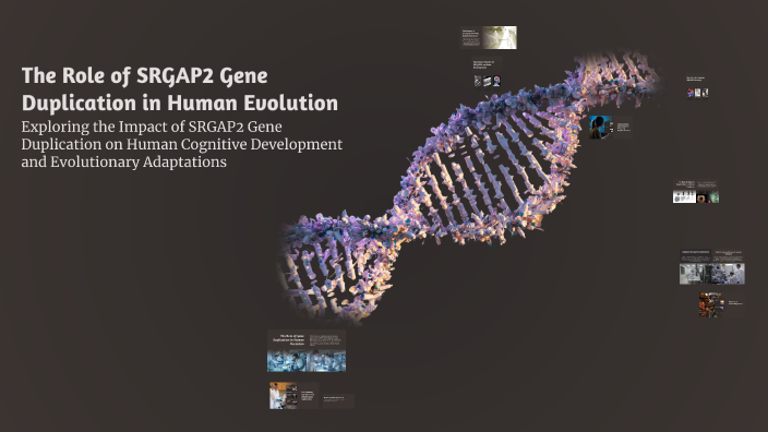 The Role of SRGAP2 Gene Duplication in Human Evolution by Alexandra ...