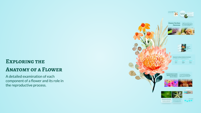 Exploring the Anatomy of a Flower by Komei Ozaki on Prezi